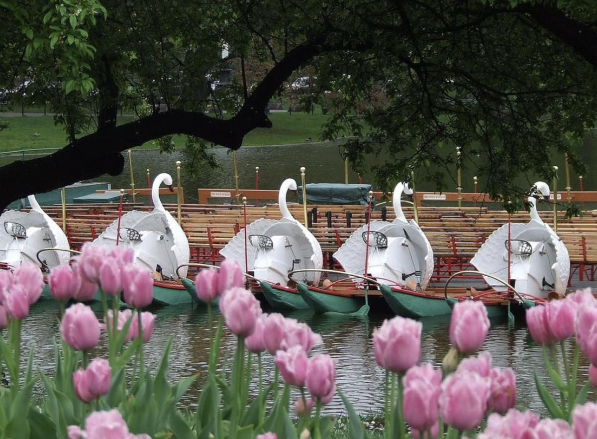 Swan Boats at the Boston Public Garden lagoon