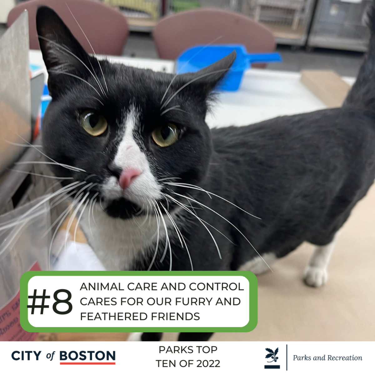 Parks Top Ten of 2022 #8 Animal care and control cares for our furry and feathered friends. A cat looking at the camera.